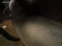 [ Beastiality Porn XXX ] guy takes a dog's rod in his ass